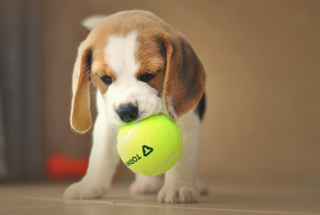 Cagnolino con palla da tennis